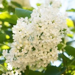 Ivory Silk Japanese Lilac Tree 9 Ivory Silk Japanese Lilac Tree -Garden Plant Store Ivory Silk Lilac 4