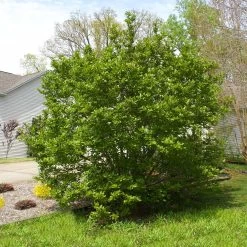 Jane Magnolia -Garden Plant Store Janr Magnolia 5 FGT