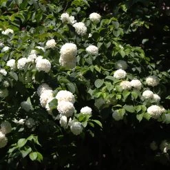 Japanese Snowball Bush 11 Japanese Snowball Bush -Garden Plant Store Japanese VIburnum 2 FGT