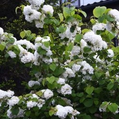 Japanese Snowball Bush 9 Japanese Snowball Bush -Garden Plant Store Japanese VIburnum 5 FGT