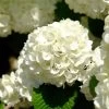 Japanese Snowball Bush -Garden Plant Store Japanese VIburnum FGT 600x600 57eb5798 f201 407e b4b4 50700890e124