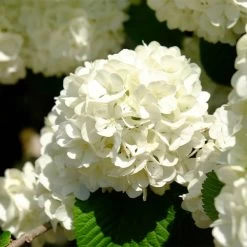 Japanese Snowball Bush