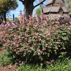 Jazz Hands® Variegated Loropetalum 8 Jazz Hands® Variegated Loropetalum -Garden Plant Store Jazz Hands loropetalum 1 FGT