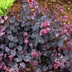 Jazz Hands® Variegated Loropetalum 9 Jazz Hands® Variegated Loropetalum -Garden Plant Store Jazz Hands loropetalum 4 FGT