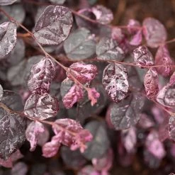 Jazz Hands® Variegated Loropetalum