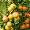 Jonagold Apple Tree -Garden Plant Store Jonagold Apple FGT 600x600 17c5b248 9e99 4948 950e 3bac83c0bd38
