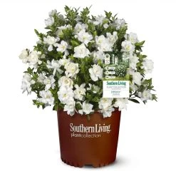 Jubilation™ Gardenia Shrub -Garden Plant Store Jubilation Gardenia 1
