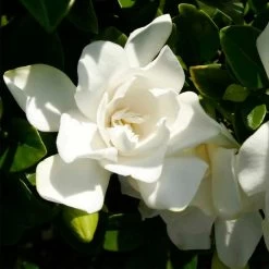 Jubilation™ Gardenia Shrub -Garden Plant Store Jubilation Gardenia 3