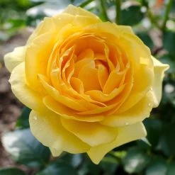 Julia Child Rose 10 Julia Child Rose -Garden Plant Store Julia Child Rose 2 FGT