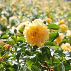 Julia Child Rose 11 Julia Child Rose -Garden Plant Store Julia Child Rose 4