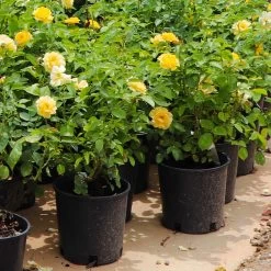 Julia Child Rose 13 Julia Child Rose -Garden Plant Store Julia Child Rose 7