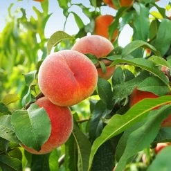 June Gold Peach Tree -Garden Plant Store June Gold peaches 1