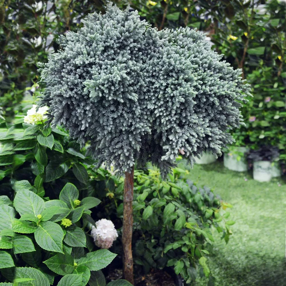 Blue Star Juniper Tree 4 Blue Star Juniper Tree - Image 2