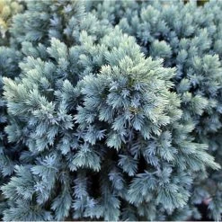 Blue Star Juniper Tree 7 Blue Star Juniper Tree -Garden Plant Store Juniper BLue Star Standard 1 FGT