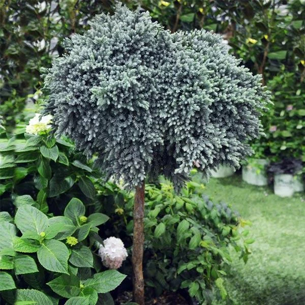 Blue Star Juniper Tree 3 Blue Star Juniper Tree