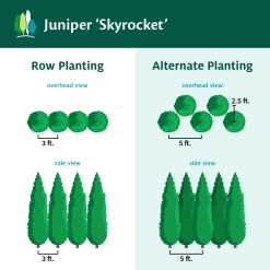 Skyrocket Junipers 13 Skyrocket Junipers -Garden Plant Store Juniper Skyrocket