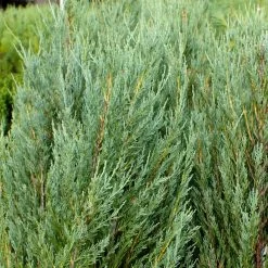 Skyrocket Junipers 11 Skyrocket Junipers -Garden Plant Store Juniper Skyrocket 4 FGT