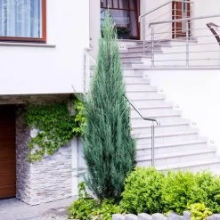 Skyrocket Junipers 10 Skyrocket Junipers -Garden Plant Store Juniper Skyrocket 6 FGT