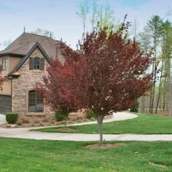 KV' Flowering Plum Tree 10 KV' Flowering Plum Tree -Garden Plant Store KV Flowering Plum 4