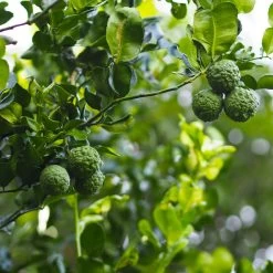 Kaffer 'Kieffer' Lime Tree -Garden Plant Store Kaffir Lime 3 FGT