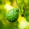 Kaffer 'Kieffer' Lime Tree -Garden Plant Store Kaffir Lime FGT 600x600 5eb7554c 950a 4396 b99d 7aa18ed8484e