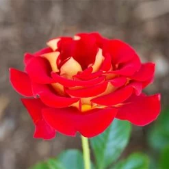 Ketchup And Mustard Rose Shrub -Garden Plant Store Ketchup and Mustard Rose 1 FGT