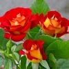Ketchup And Mustard Rose Shrub -Garden Plant Store Ketchup and Mustard Rose FGT 600x600 8c87e0c9 4762 425c 8da5 29b418811463