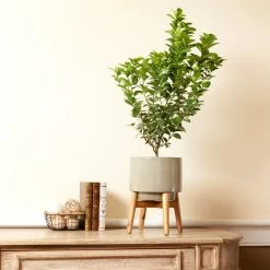 Meyer Lemon + Key Lime Bush Pack 12 Meyer Lemon + Key Lime Bush Pack -Garden Plant Store Key Lime Bush 4 e63a67f8 53df 467e af90 ae9e06436ddf