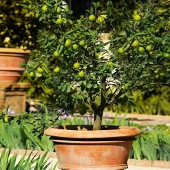 Meyer Lemon + Key Lime Tree Pack -Garden Plant Store Key Lime Tree 1 FGT 59953ad2 1d60 425d a618 e6991a099684