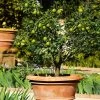 Key Lime Tree -Garden Plant Store Key Lime Tree FGT 600x600 9b43c38b 0a5b 4cd9 892c 8c5a2f8a57e8