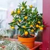 Kishu Mandarin Tree (Seedless) -Garden Plant Store Kishu Mandarin Tree FGT 600x600 5a7b87ec 6918 47ba a5a5 e5ed1b7bfa36