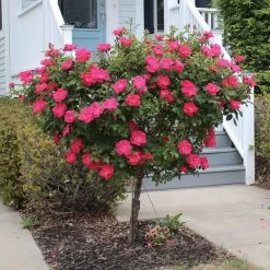 Knock Out® Rose Tree -Garden Plant Store Knockout Rose Tree Red 2 FGT