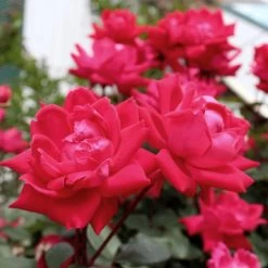 Knock Out® Rose Tree -Garden Plant Store Knockout Rose Tree Red 4 FGT