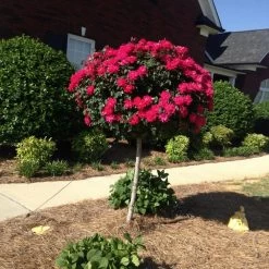 Knock Out® Rose Tree -Garden Plant Store Knockout Rose Tree Red FGT