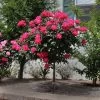 Knock Out® Rose Tree 2 Knock Out® Rose Tree -Garden Plant Store Knockout Rose Tree Red FGT 600x600 5719ae0c cb19 49f9 a38a 85fd12c97728