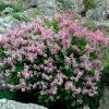 Dwarf Korean Lilac Shrub -Garden Plant Store Korean Lilac FGT 600x600 8cfa1410 4cb3 4a6e 99ec b2066384e7da