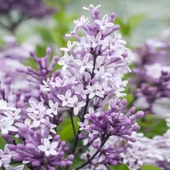 Dwarf Korean Lilac Tree -Garden Plant Store Korean Lilac Tree 2 BB