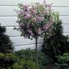 Dwarf Korean Lilac Tree 1 Dwarf Korean Lilac Tree -Garden Plant Store Korean Lilac Tree 3 BB 600x600 22baf837 6d5e 480e 8be0 394b92f5c239