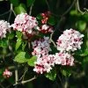 Korean Spice Viburnum Shrub -Garden Plant Store Korean Spice Viburnum 600x600 bf51b000 59e7 42b2 805e ab2fc59182f2
