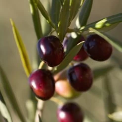 Koroneiki Greek Olive Tree - USDA Organic -Garden Plant Store Koroneiki Olive 2 FGT db93b214 428c 4733 979d a70f1f9b9f7f