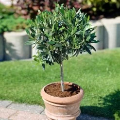 Koroneiki Greek Olive Tree - USDA Organic -Garden Plant Store Koroneiki Olive 3 31e3ee23 25de 4799 af8c 810231e5263d