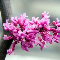 Lavender Twist® Weeping Redbud Tree -Garden Plant Store LAVENDER TWIST THUMB 6e0b03e6 c145 40fa 9261 d759a9ab9546