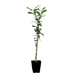Key Lime Tree -Garden Plant Store LIM KEY 12 QT