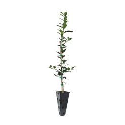 Key Lime Tree -Garden Plant Store LIM KEY 23 C