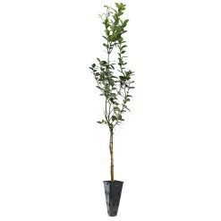 Key Lime Tree -Garden Plant Store LIM KEY 34 C