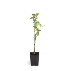 Persian 'Bearss' Lime Tree 14 Persian 'Bearss' Lime Tree -Garden Plant Store LIM PER 12 1QT