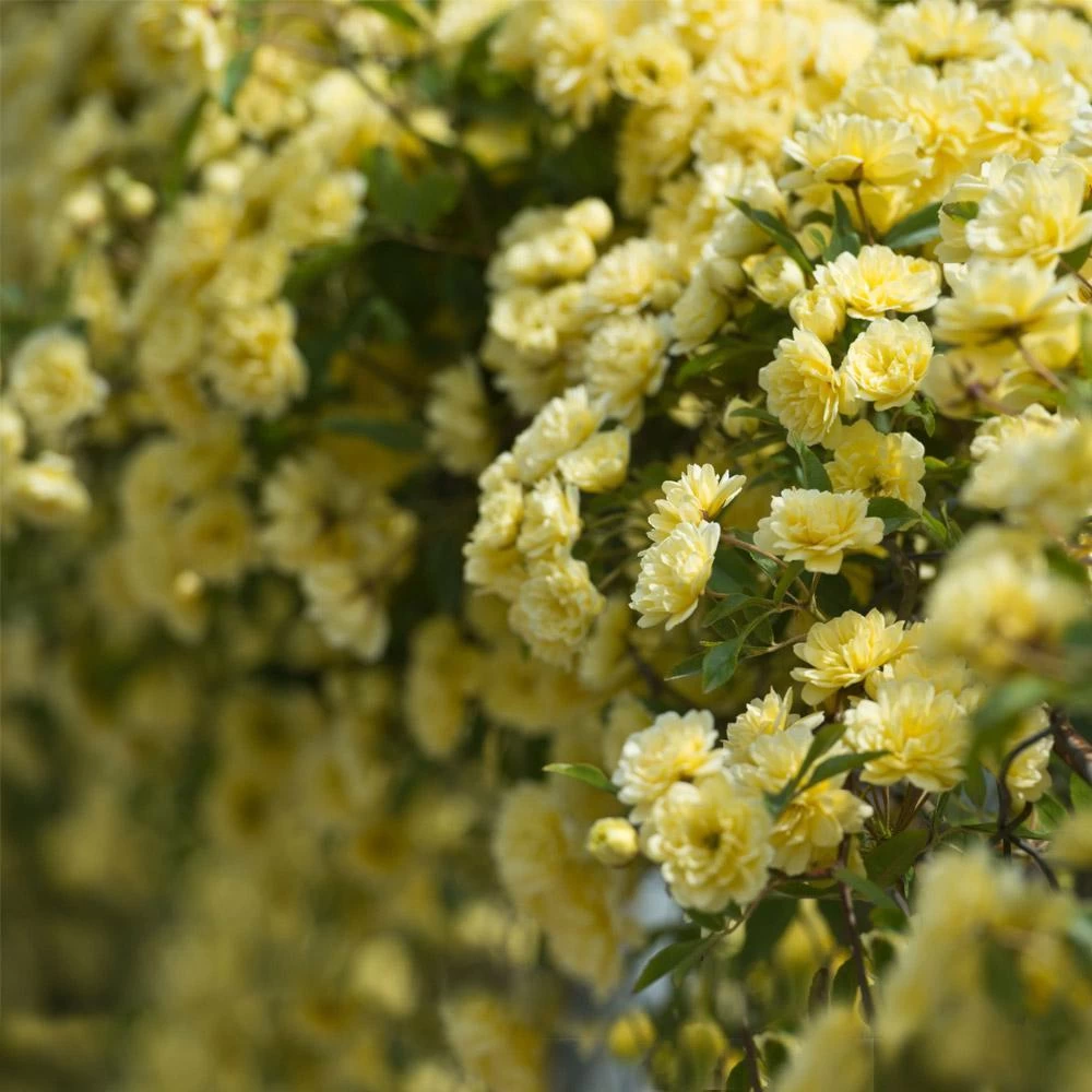 Lady Banks Climbing Rose 4 Lady Banks Climbing Rose - Image 2