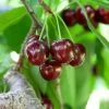 Cherry Pollinator Pack -Garden Plant Store Lapins Cherry Tree BB 600x600 14d644b0 a96f 42f7 881b d9835ccbefab