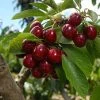 Lapins Cherry Tree -Garden Plant Store Lapins Cherry Tree FGT 600x600 0220b9db e1f1 4a63 bdc5 243c6c0fbfb6