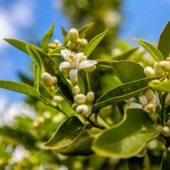 Lane Late Navel Orange 9 Lane Late Navel Orange -Garden Plant Store Late Lane Orange 1